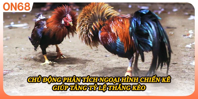 Chủ động phân tích ngoại hình chiến kê giúp tăng tỷ lệ thắng kèo