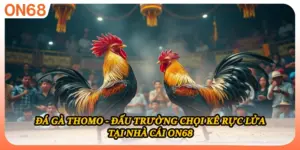 Đá Gà Thomo - Đấu Trường Chọi Kê Rực Lửa Tại Nhà Cái ON68