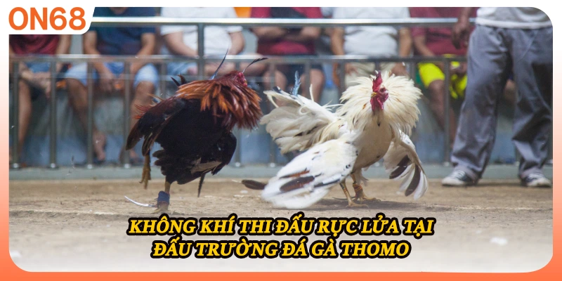 Không khí thi đấu rực lửa tại đấu trường đá gà Thomo