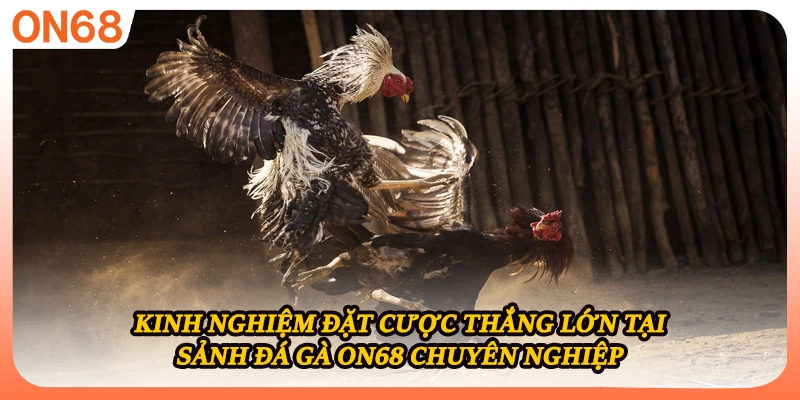 Kinh nghiệm đặt cược thắng lớn tại sảnh đá gà ON68 chuyên nghiệp