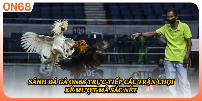 Sảnh đá gà ON68 trực tiếp các trận chọi kê mượt mà sắc nét
